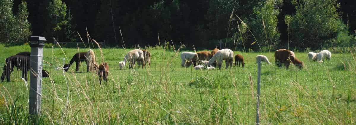 Ferme Récréative Caza et Alpaga Été