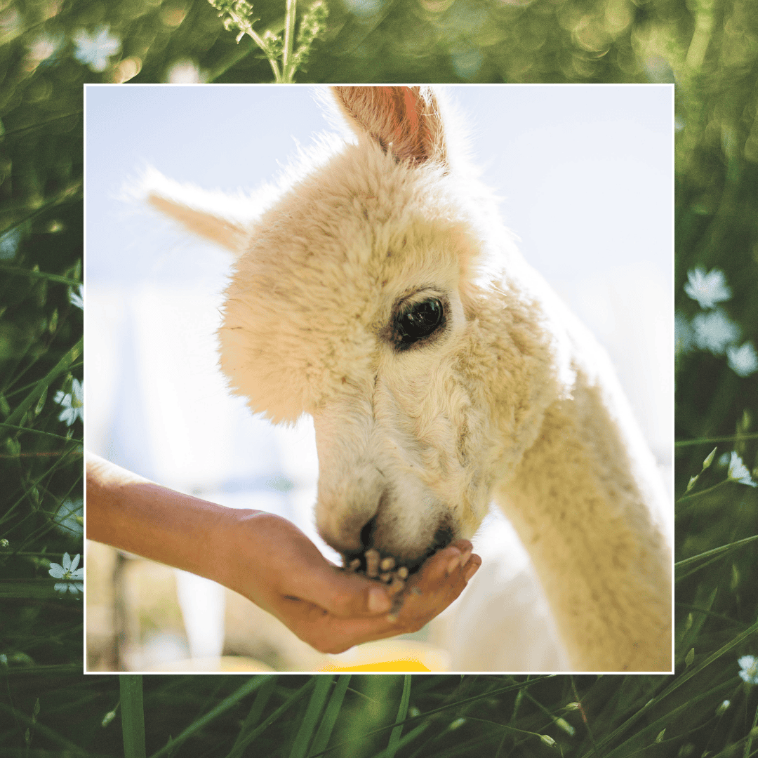 Visite agrotouristique de la ferme d’alpagas - La privée – Image 3