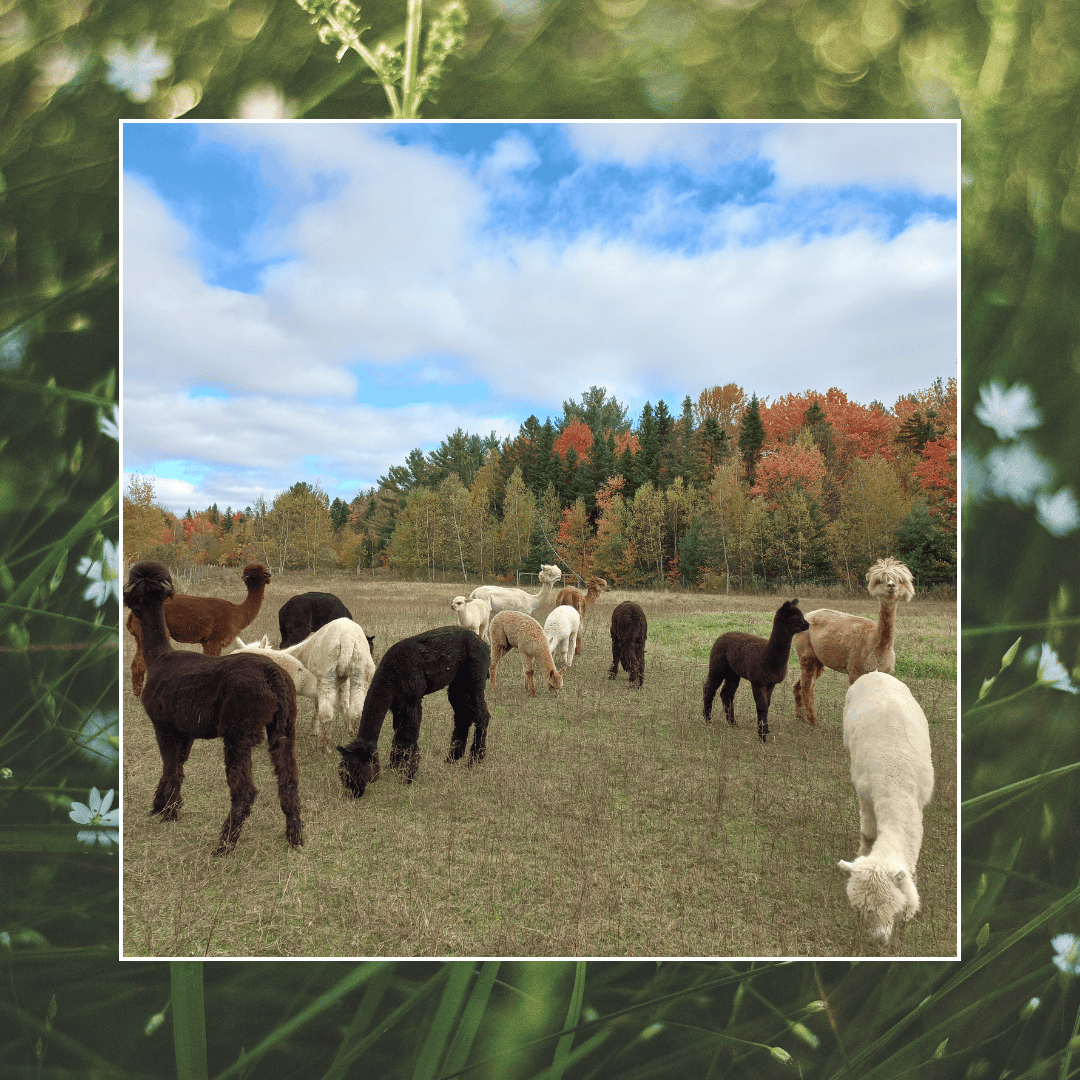 Visite agrotouristique de la ferme d’alpagas - La privée – Image 2