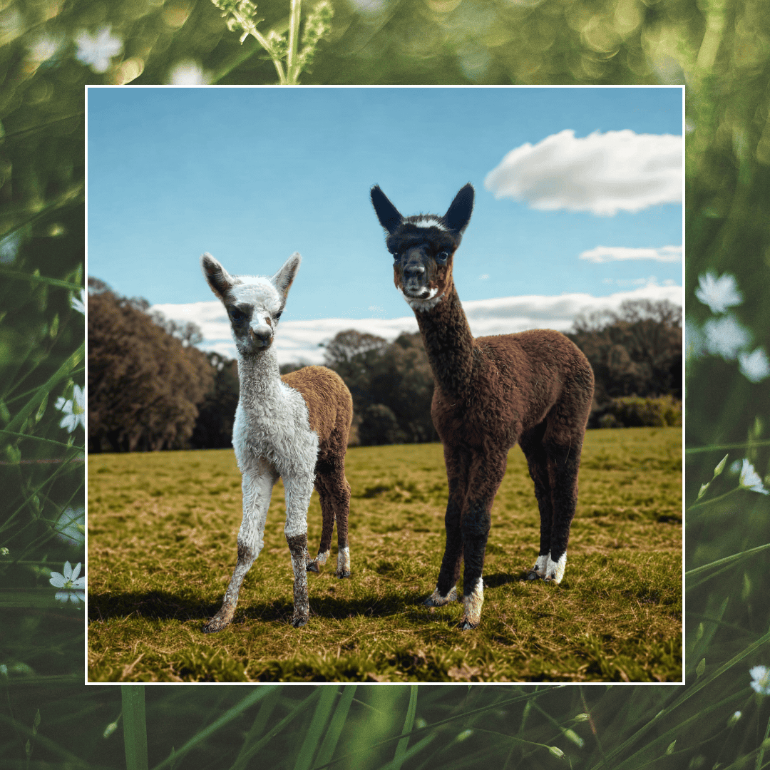 Visite agrotouristique de la ferme d’alpagas - La privée